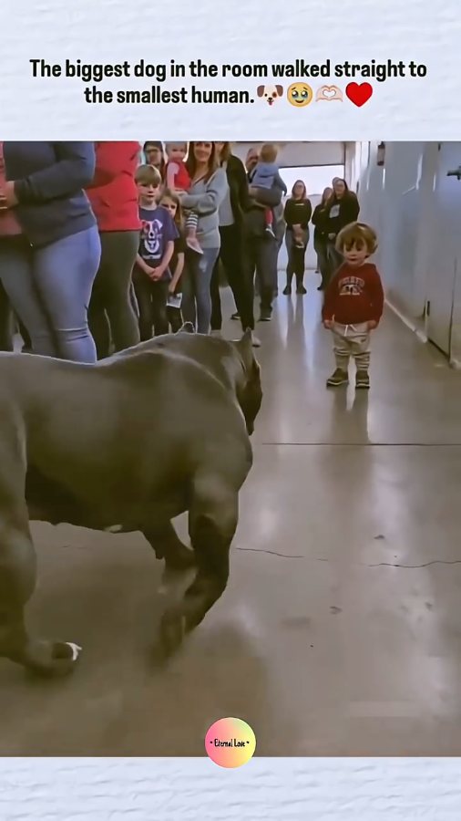 The biggest dog in the room walked straight to the smallest human 😍 (720p)
